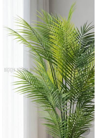 Biçiçek Areka Ağaci 24 Yapraklı 130 Cm Beyaz Küre Saksıda