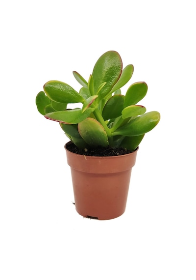 Para Çiçeği Crassula Ovata 5 Adet