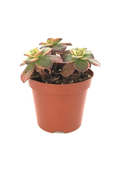 Aeonium Kiwi (Sukulent) Ø8,5 CM Y10-15 CM