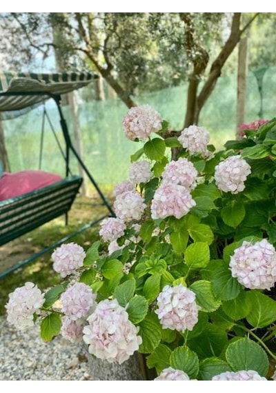 Videolu 1 Adet Beyaz Ortanca Çiçeği 25-45 Cm Saksılı/tüplü Çiçekli Bodur Bitkiler Whıte Hydrangea
