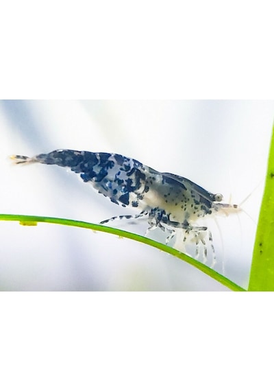 Rili Karides Karbon 4 Ad 1-1.2 Cm