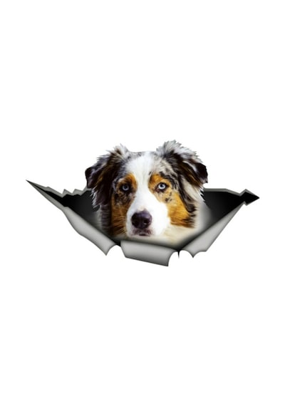 Australian Shepherd Köpek Araba Sticker 18CM