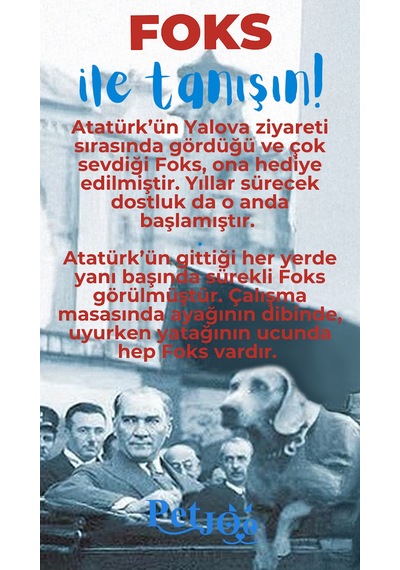 Petjoo 29.Foks Mavi-Kırmızı Qr'lı Köpek Künyesi