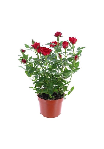 Yediveren Kırmızı Gül Fidanı 1 Adet 30-50 Cm Yediveren Red Rose 4271