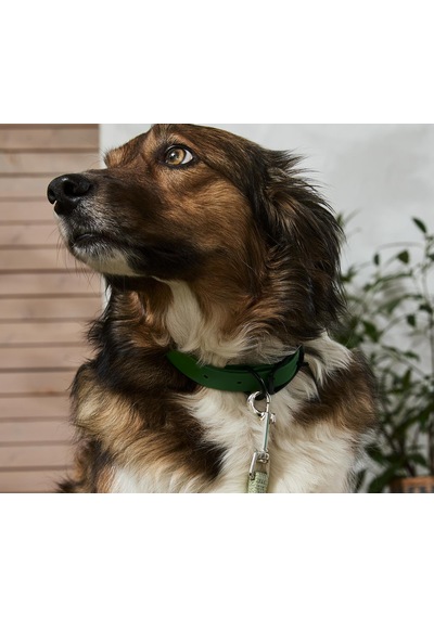 Köpek Tasması Yeşil