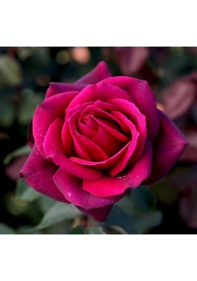 Fuji Yediveren Kokulu 30 60cm Saksılı 2 Adet Aşılı Gül Fuji Rose