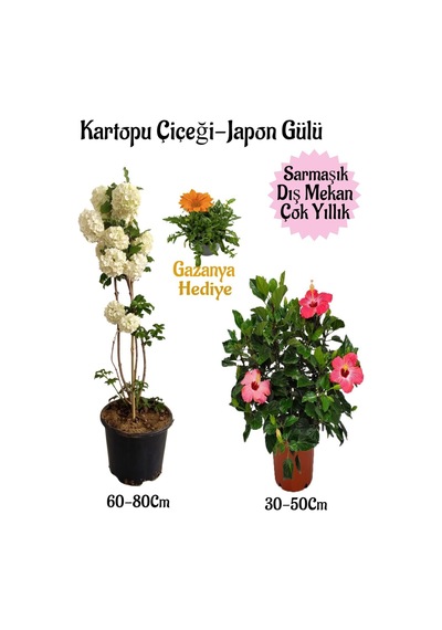 Kartopu Çiçeği 1 Adet +pembe Japon Gülü 1 Adet+turuncu Gazanya Hediye Saksılı Bahçe Seti