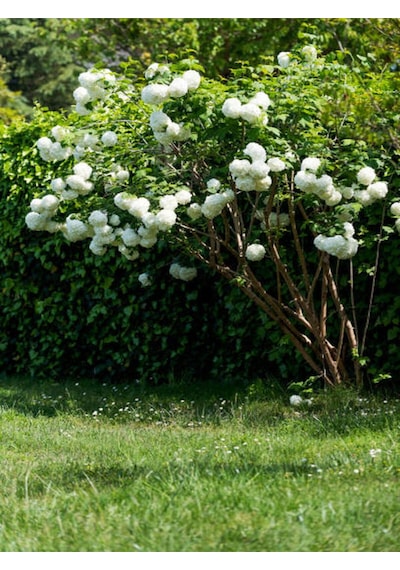 Videolu Beyaz Kartopu Bitkisi Yğun Çiçekli 50 60 Cm 1 Adet Saksılı /tüplü Viburnum Opulus