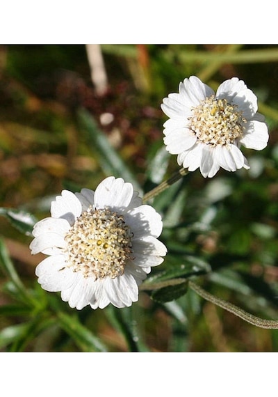 20 Adet Pearl Yarrow Tohumu