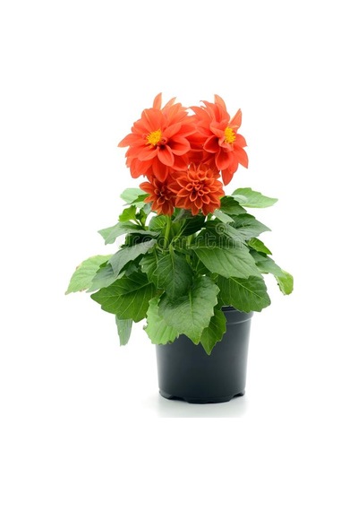 Karışık Dahlia Tohumu Ekim Seti 5 Tohum + Saksı + Toprak