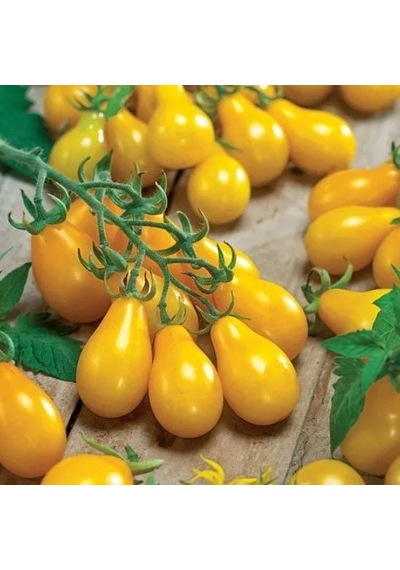 Yellow Pear Sarı Ampul Domates Tohumu 15 Tohum