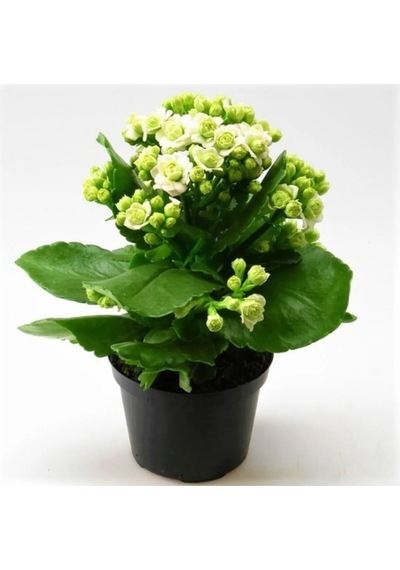 Beyaz Renk Kalanşo Emel Hanım Çiçeği 1 Adet Saksılı 15-25cm Çiçekli Bodur Bitki Kalanchoe