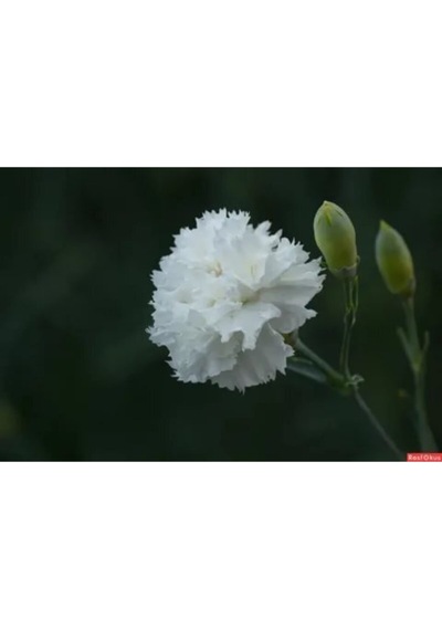 Beyaz Karanfil Çiçeği Fidanı Saksılı Kokulu 40cm-60cm
