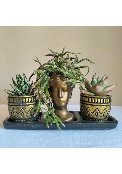 Kaktüs & Echeveria & Rhipsalis 3'lü Sukulent Seti | Helen Gold Serisi