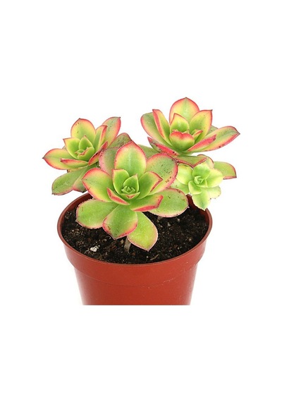 Aeonium Kiwi - 10 Adet Sukulent - Teraryum Bitkisi