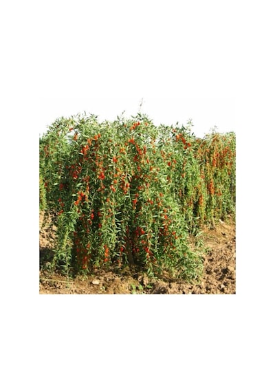 Kırmızı Goji Berry Fidanı Nq1 Kurt Üzümü 120 150 Cm Arası 5 Yaş