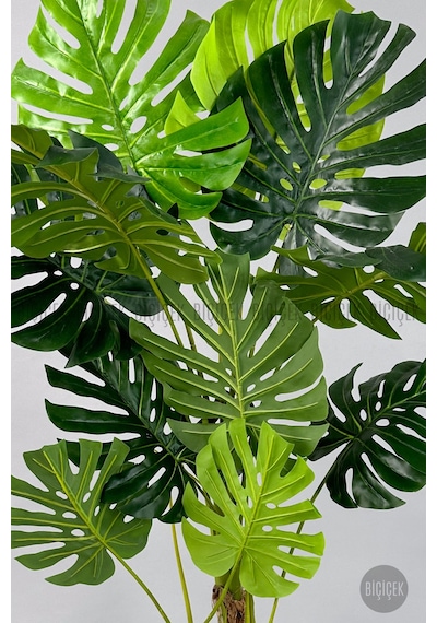 Biçiçek Yapay Monstera Ağacı Deve Tabani 160 Cm Mocha Vega Saksıda