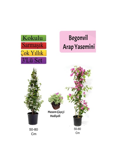 Arap Yasemini+ Pembe Begonvil+ Mezem Çiçeği Hediyeli