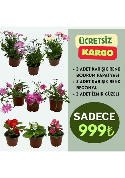 9'lu Çiçekli Bitki Seti 3 Adet Begonya + 3 Adet Bodrum Papatyası + 3 Adet İzmir Güzeli Balkon / Teras
