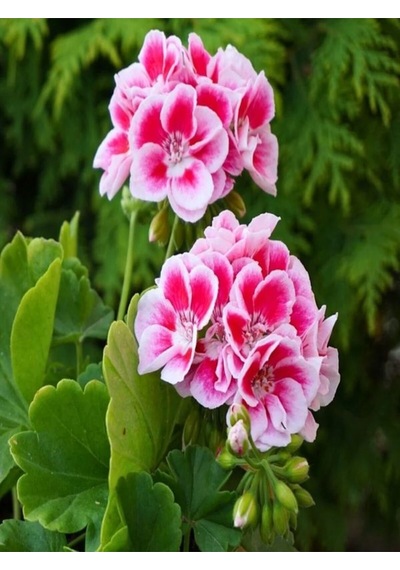 Videolu Karışık Renkli Canlı 2 Adet Sardunya Fidesi 20-40cm Saksılı Geranium