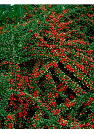 Cotoneaster Horizontalis 10 Adet - Yayılıcı Dağ Muşmulası