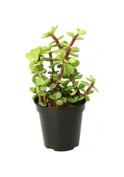 Yeşim Ağacı Çiçeği - Portulacaria Afra Variegata 10 Adet