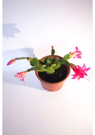 Schlumbergera Pembe Çiçek Açan Yılbaşı Çiçeği Sukulent Bitki 8 Cm Orta Boy Saksı