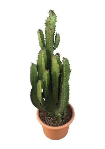 Büyük Boy Euphorbia Acrurensis