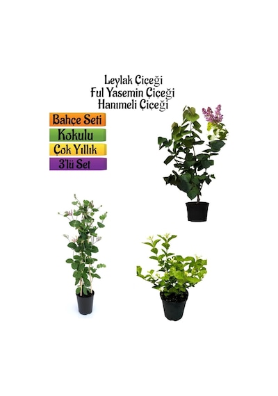 Kokulu Bahçe Seti Leylak Fidanı+hanımeli Fidanı+ful Yasemin Fidanı 40-80cm
