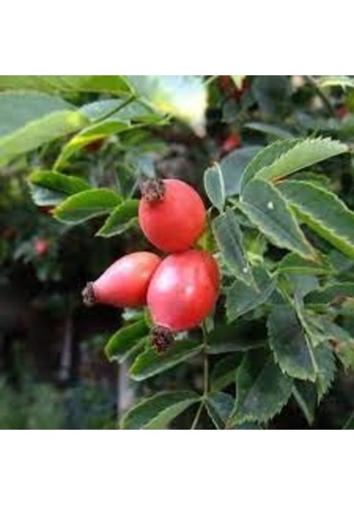 5 Adet Tohum Nadir Kırmızı Kuşburnu Ağacı Tohumu Yabani Ağaç