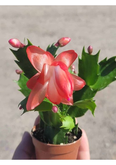 Kırmızı Renk Yılbaşı Çiçeği Schlumbergera Truncata 1 Adet Saksılı