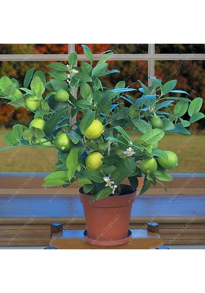 Bodur Bonsai Limon Ağacı Tohumu 5 Tohum + Tohum