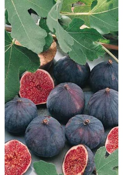 Sağlıklı Ve Lezzetli Mor İncir Fidanı Ficus Carica - 1-2 Yaşınd