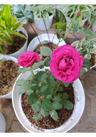 Isparta Pembe Yediveren Kokulu 30-60 Cm 10 Adet Saksılı/tüplü Aşılı Güller Isparta Rose