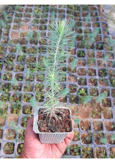 BONSAİ PİNUS SETİ (FİDAN+BONSAİ SAKSI+TOPRAK +BİTKİ BESİNİ)