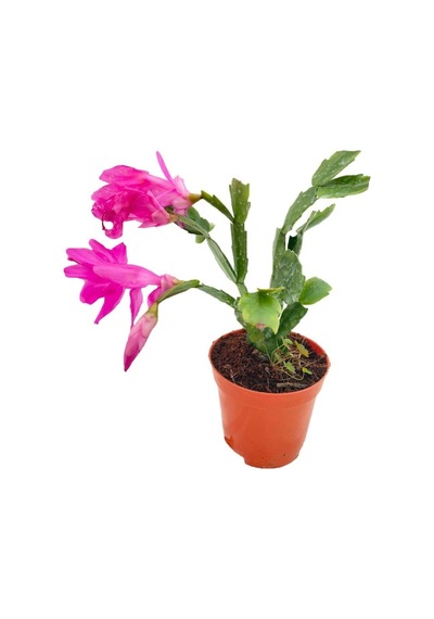 Yılbaşı Çiçeği Fidanı 5cm-20cm