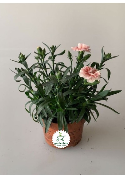Yoğun Kokulu Krem Karanfil Çiçeği Bodur Cins 1 Adet Saksılı 15-25cm