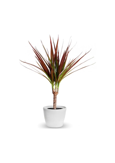Madagaskar Dragon Ağacı – Dracaena Marginata - Tek Gövdeli Bordo