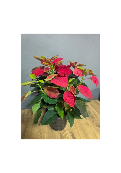 Atatürk Çiçeği Ponsetia Q17 Cm Saksı 40-50 Cm Boy - 914249334