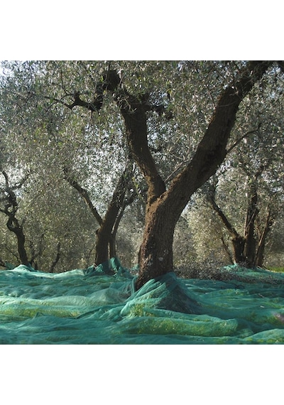 Zeytin Toplama Filesi