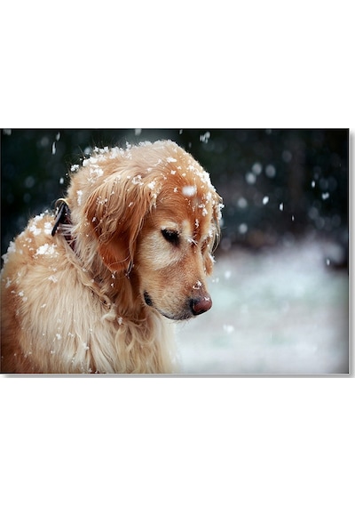 Cakasepetim Golden Retriever Ve Kar Taneleri Ahşap Mdf Tablo