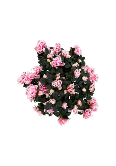 Rhododendron Indicum 'pink' Açelya Çiçeği