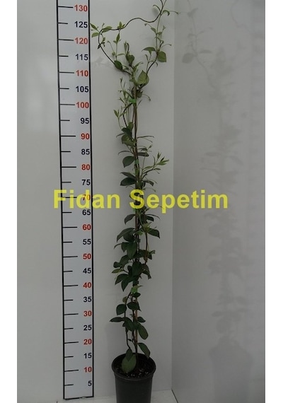 2 Yaş Arap Yasemini Fidanı