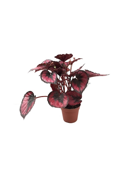 Begonia Rex 'red Kiss' Begonya Çiçeği