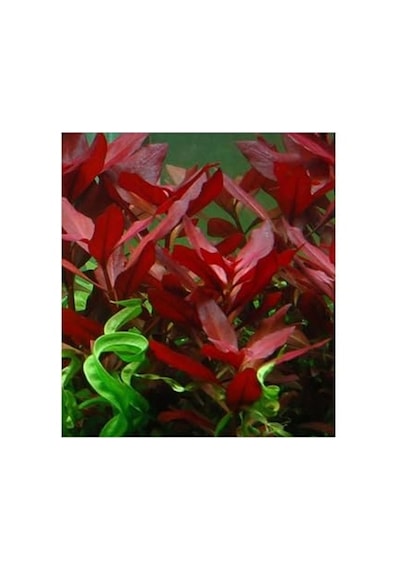 Repens Rubin Saksı Canlı Bitki Tr-p292 Çok Renkli