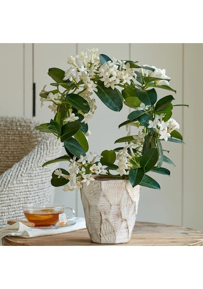 Madagaskar Yasemini – Stephanotis Floribunda