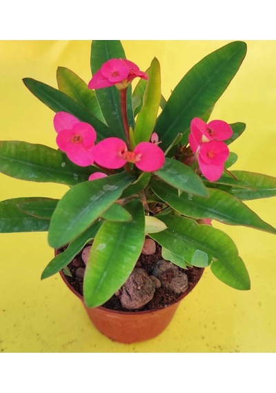 Videolu Milli Dikenler Tacı Kaktüs 1 Adet 3 Farklı Renk Saksılı 20-40cm Euphorbia