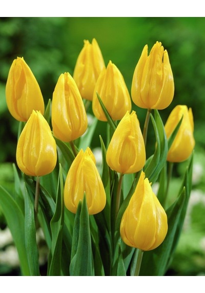 Tulip Yokohama Soğanı 10 Adet Sarı Lale