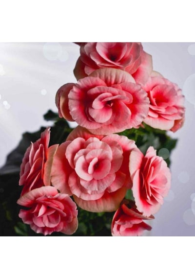 10 Adet Salmon Begonia Garden Tohumu