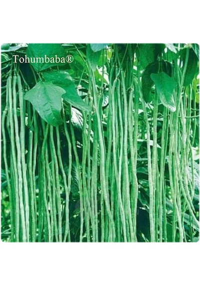 Tohumbaba Endeze Börülce Tohumu Pakette 20 Adet Tohum
